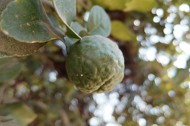 Bergamot