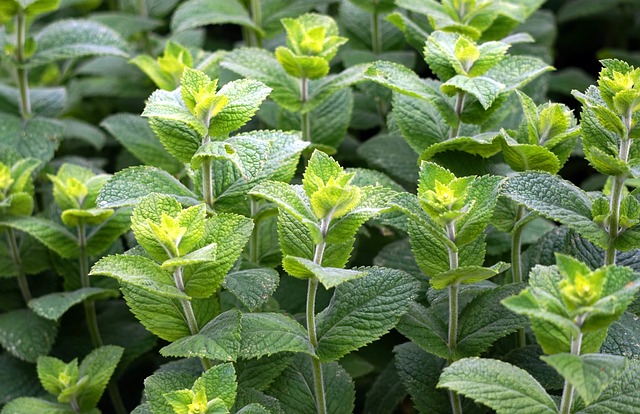 Peppermint