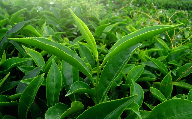 Tea Tree