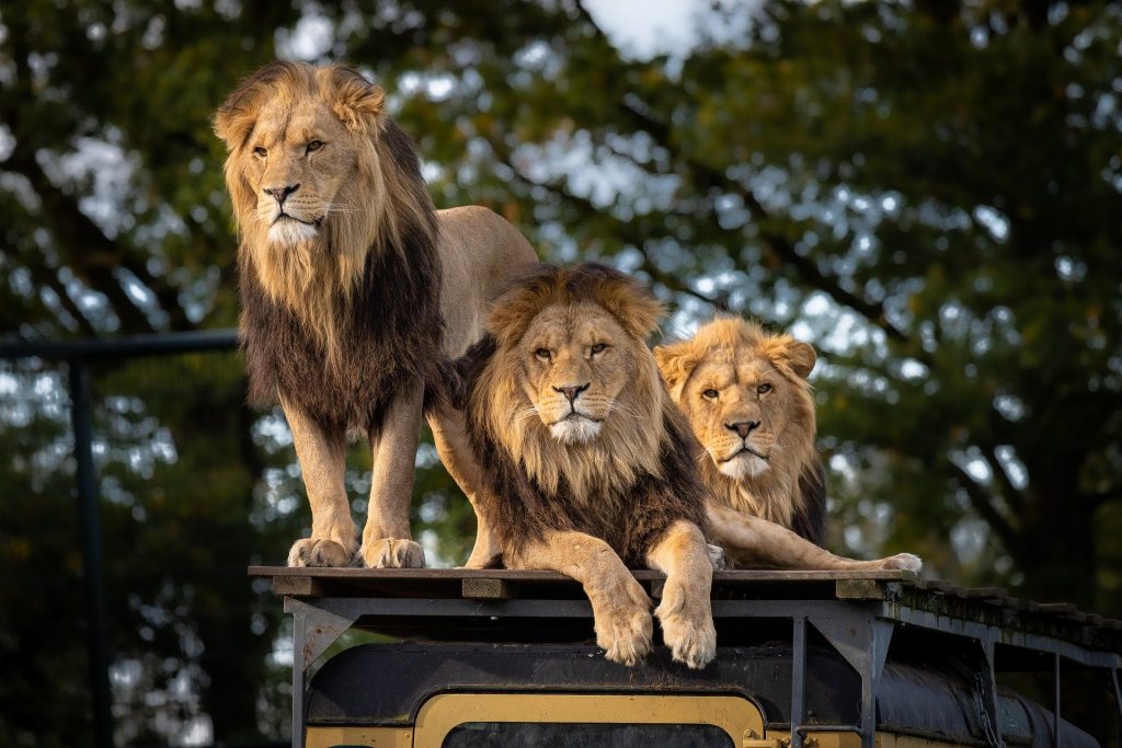 Lions in the wild in Africa