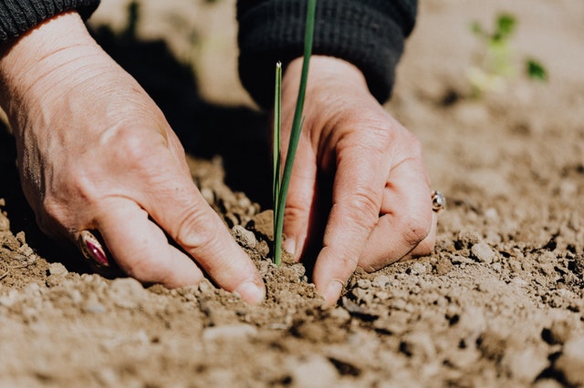 Someone planting and fertilizing a plant due to gardening and lawn care tips.