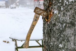 Best Arborists in Miami