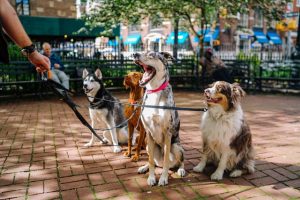 Best Doggy Daycare Centers in Miami
