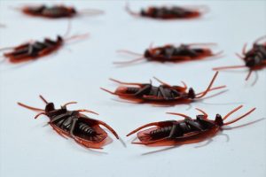Best Pest Control Companies in Miami