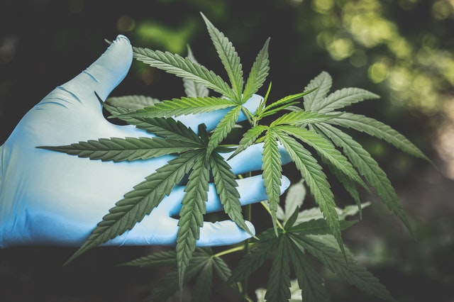 CBD from plant benefits